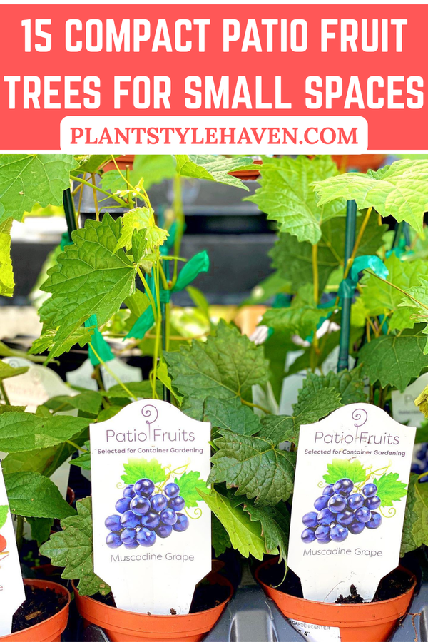15 Compact Patio Fruit Trees for Small Spaces