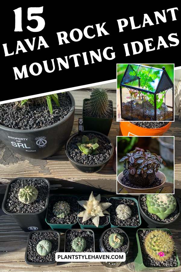 15 Creative Lava Rock Plant Mounting Ideas