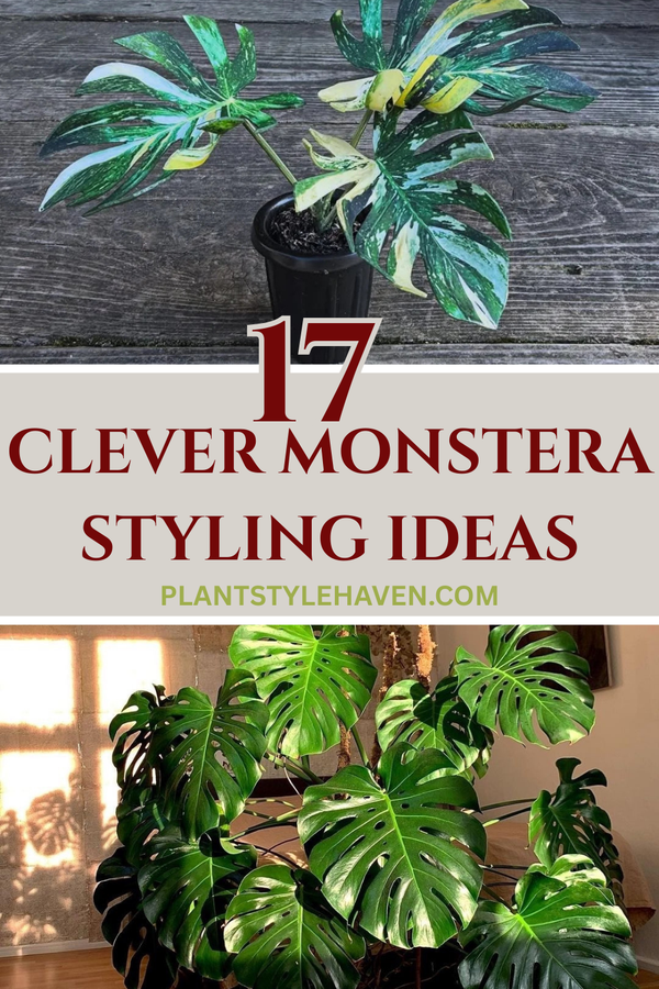 17 Clever Monstera Styling Ideas for Small Spaces