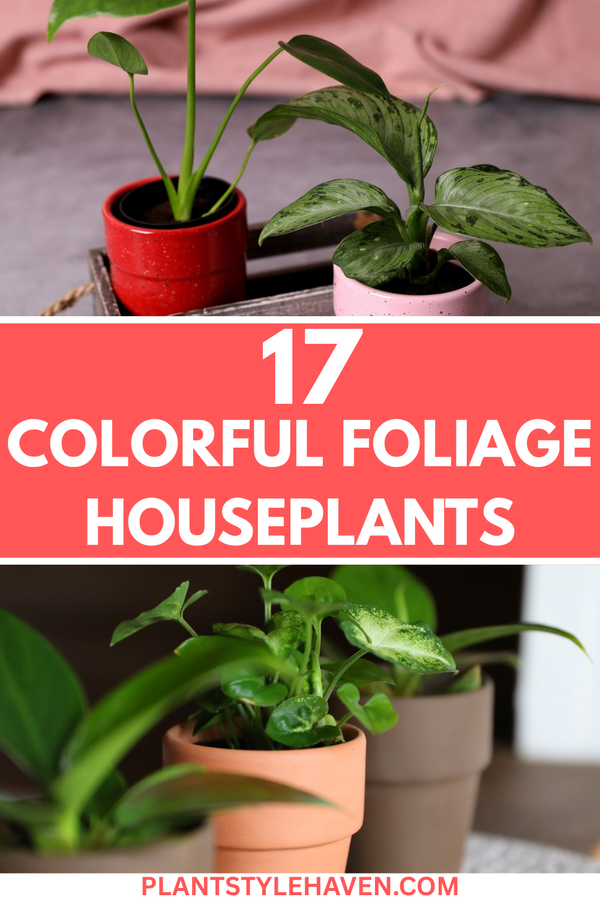17 Colorful Foliage Houseplants to Brighten Your Home