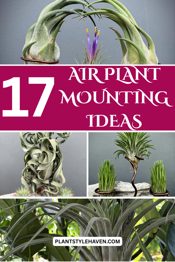 17 Creative Air Plant Mounting Ideas for Your Home