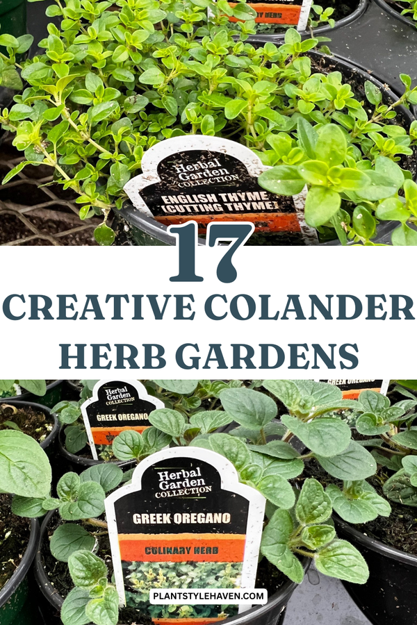 17 Creative Colander Herb Gardens to Transform Your Space