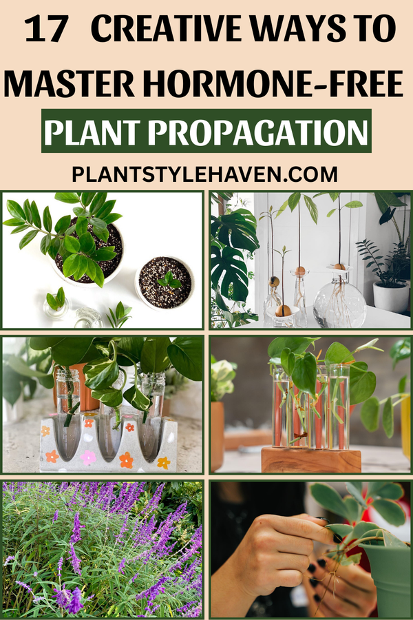 17 Creative Ways to Master Hormone-Free Plant Propagation