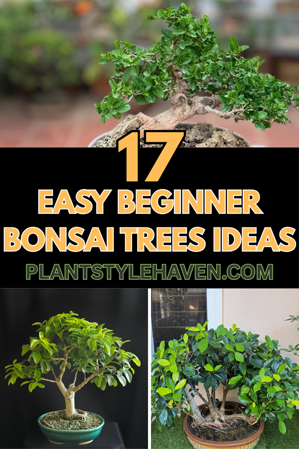 17 Easy Beginner Bonsai Trees to Beautify Your Space