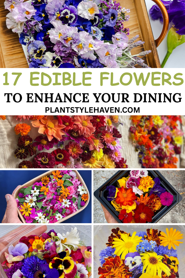 17 Edible Flowers to Enhance Your Dining Experience