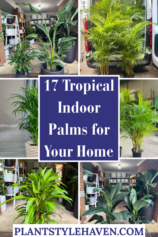 17 Tropical Indoor Palms to Transform Your Home