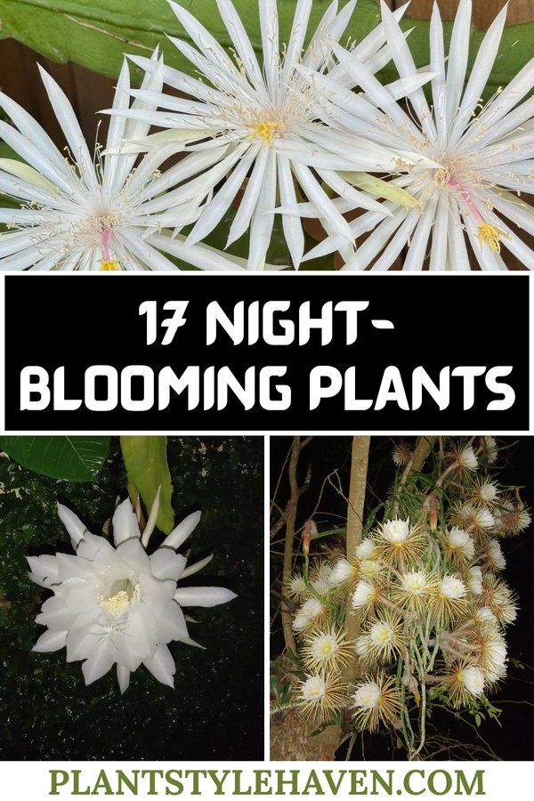 17 Enchanting Night-Blooming Plants for Your Garden