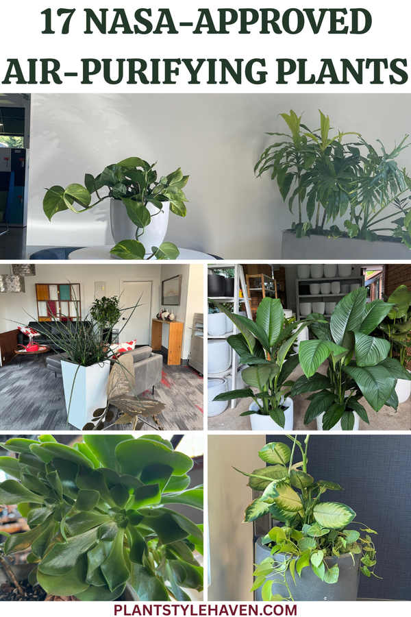 17 NASA-Approved Air-Purifying Plants for Your Home