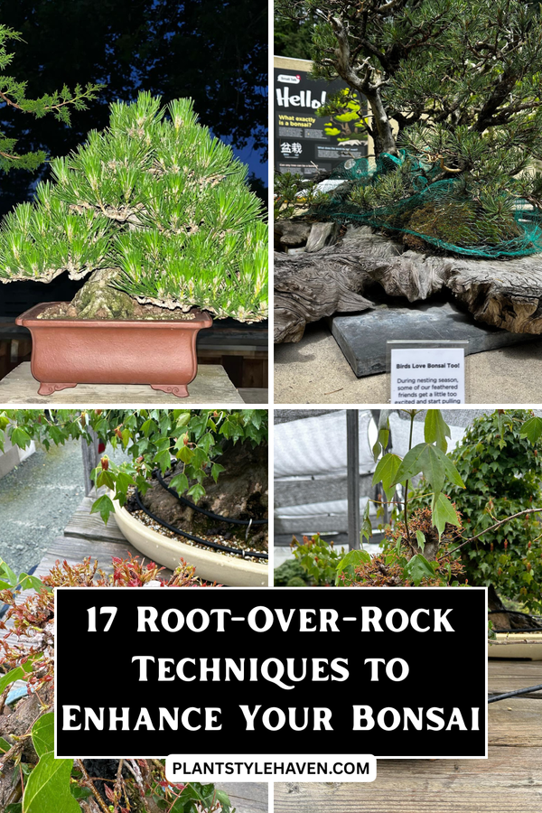 17 Root-Over-Rock Techniques to Enhance Your Bonsai