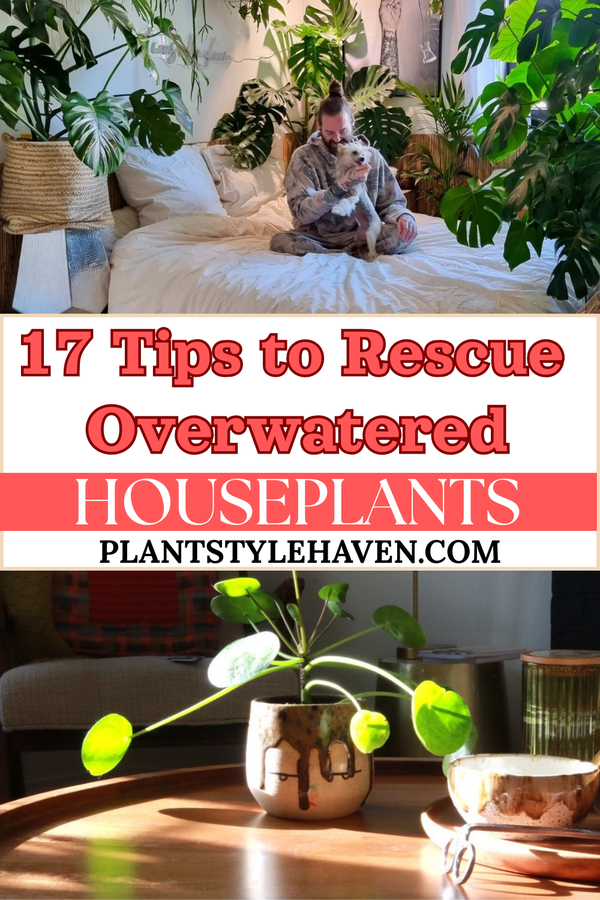 17 Tips to Rescue Overwatered Houseplants