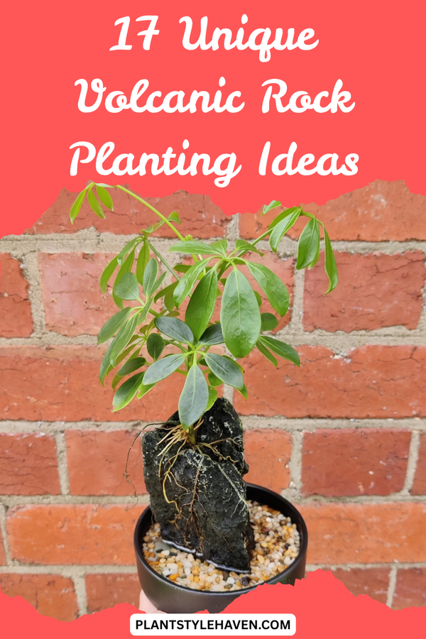 17 Unique Volcanic Rock Planting Ideas for Your Garden