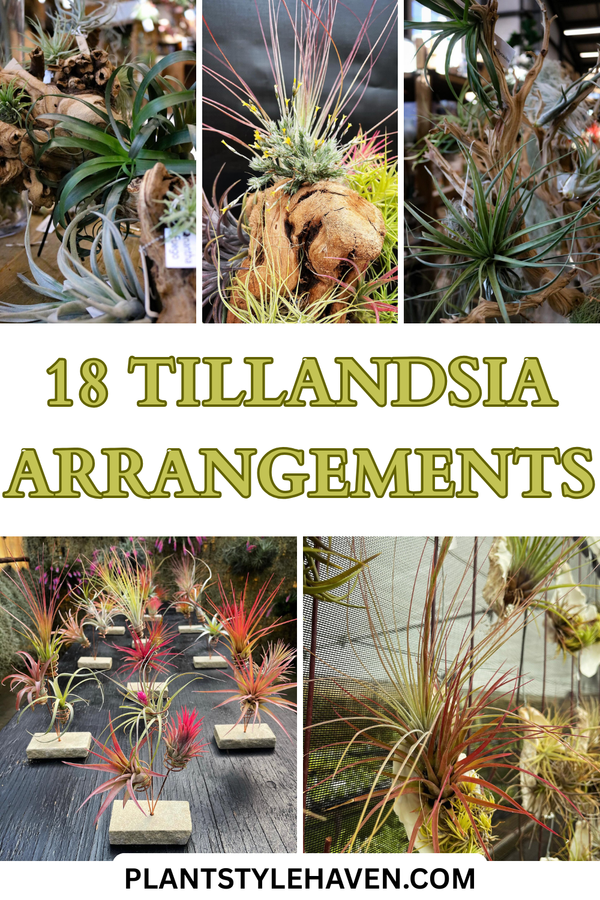 18 Creative Tillandsia Arrangements for Your Home