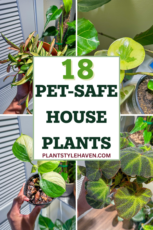 18 Pet-Safe Houseplants to Brighten Your Home