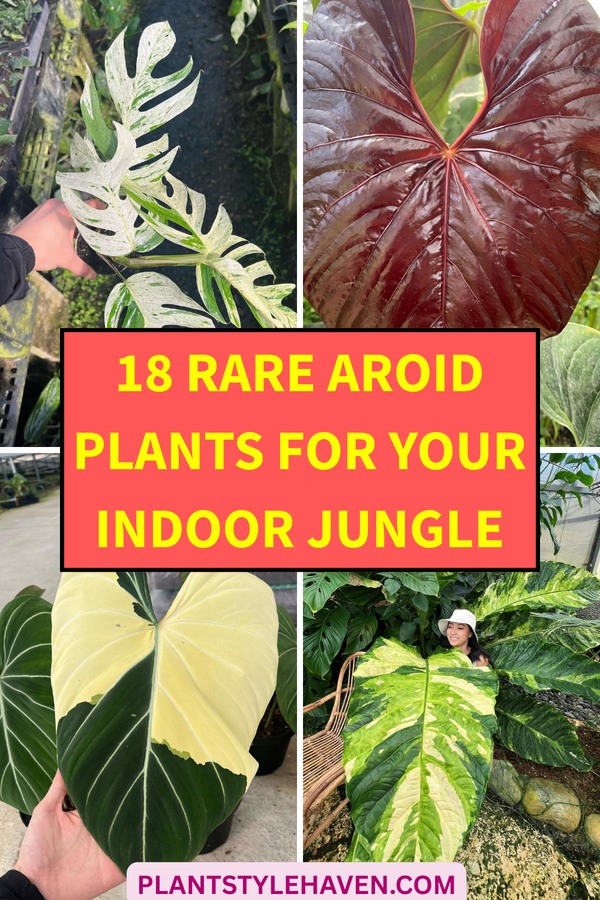 18 Rare Aroid Plants for Your Indoor Jungle