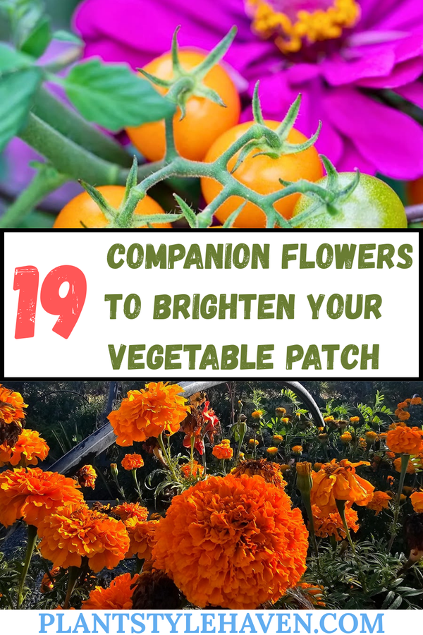 19 Companion Flowers to Brighten Your Vegetable Patch