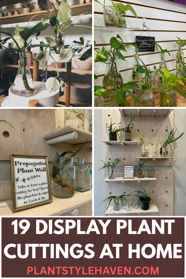 19 Creative Ways to Display Plant Cuttings at Home