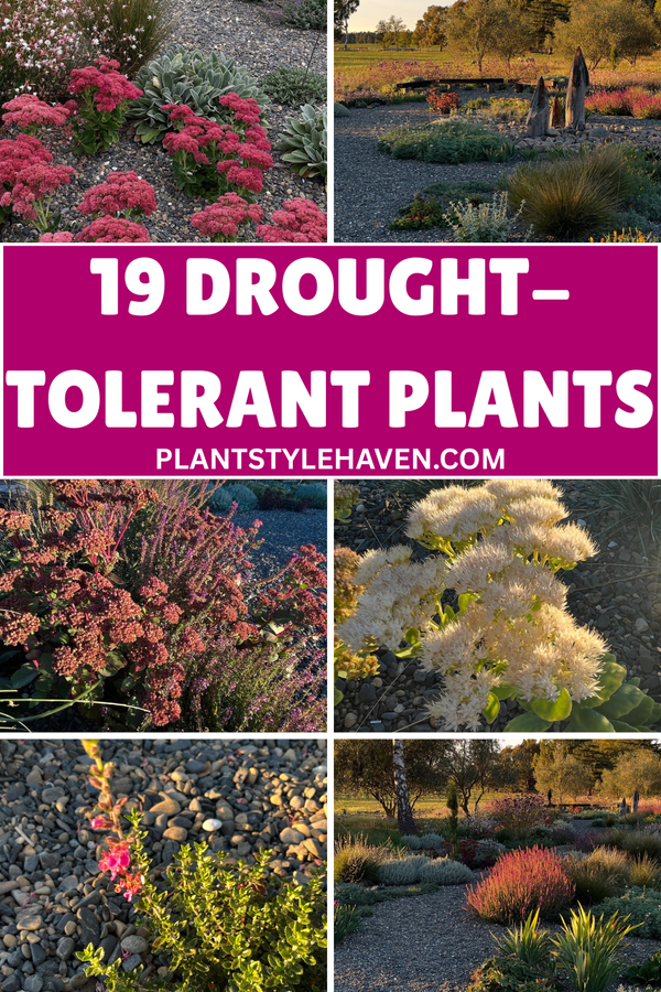 19 Drought-Tolerant Plants for a Resilient Garden