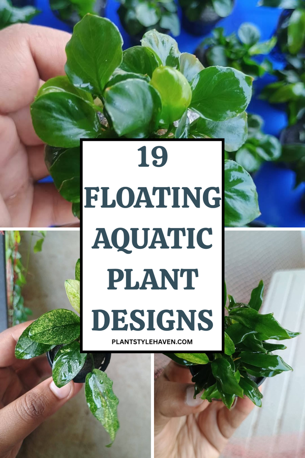 19 Floating Aquatic Plant Designs to Enchant Your Space