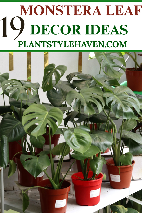 19 Stunning Monstera Leaf Decor Ideas for Your Home