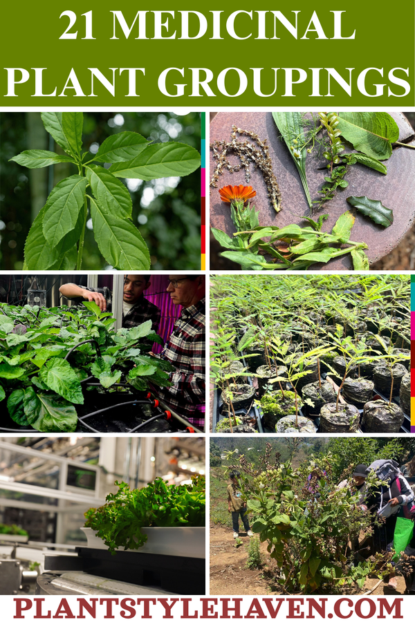 21 Medicinal Plant Groupings for Your Well-being
