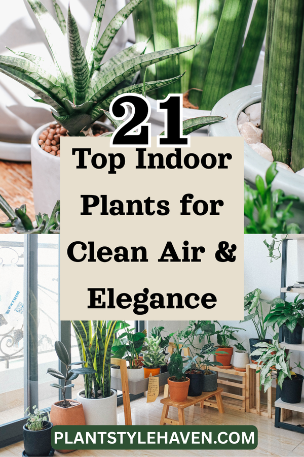 Top Indoor Plants for Clean Air & Elegance