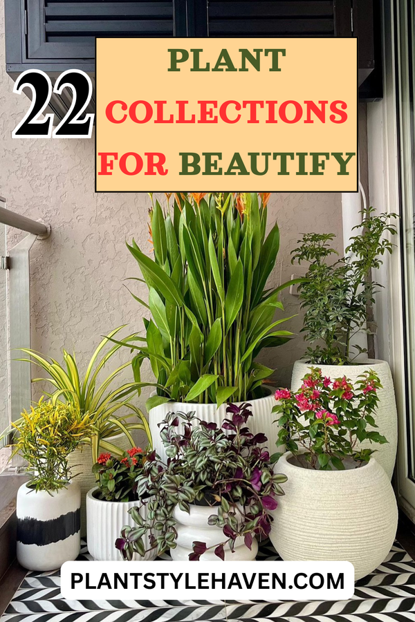 22 Unique Plant Collections to Beautify Your Space