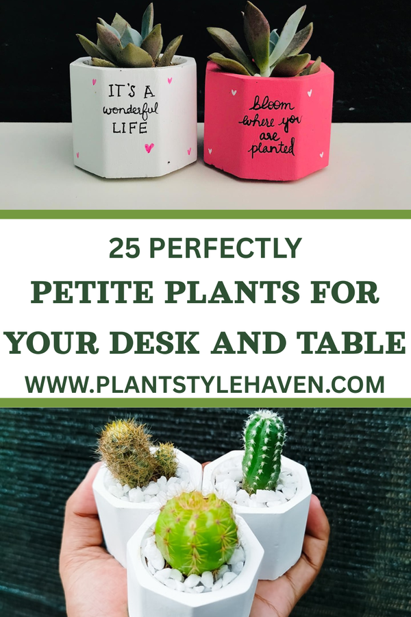25 Perfectly Petite Plants for Your Desk and Table
