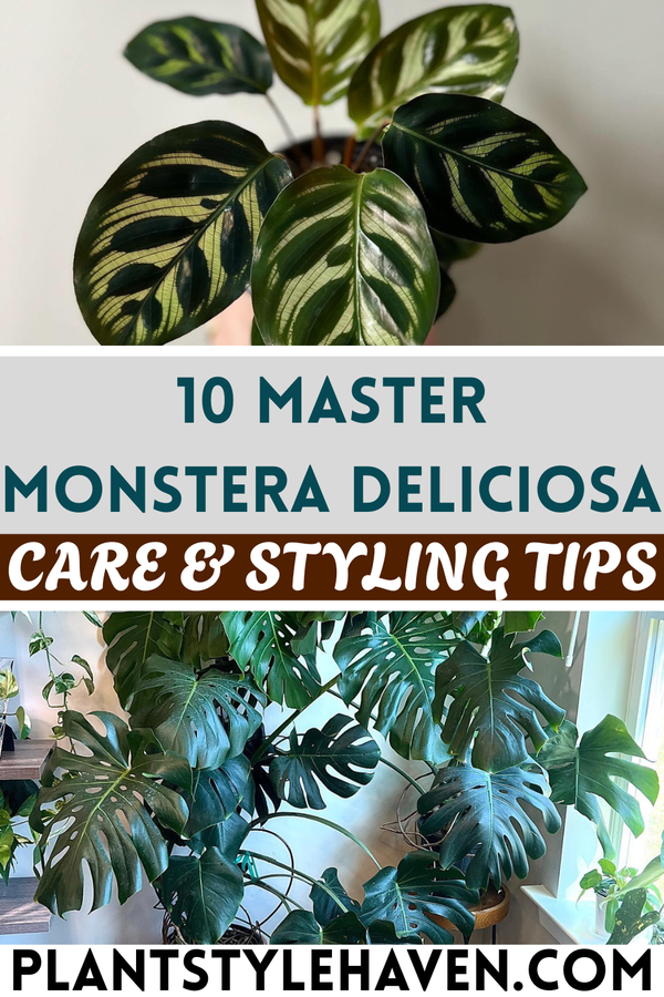 Master Monstera Deliciosa: Care & Styling Tips