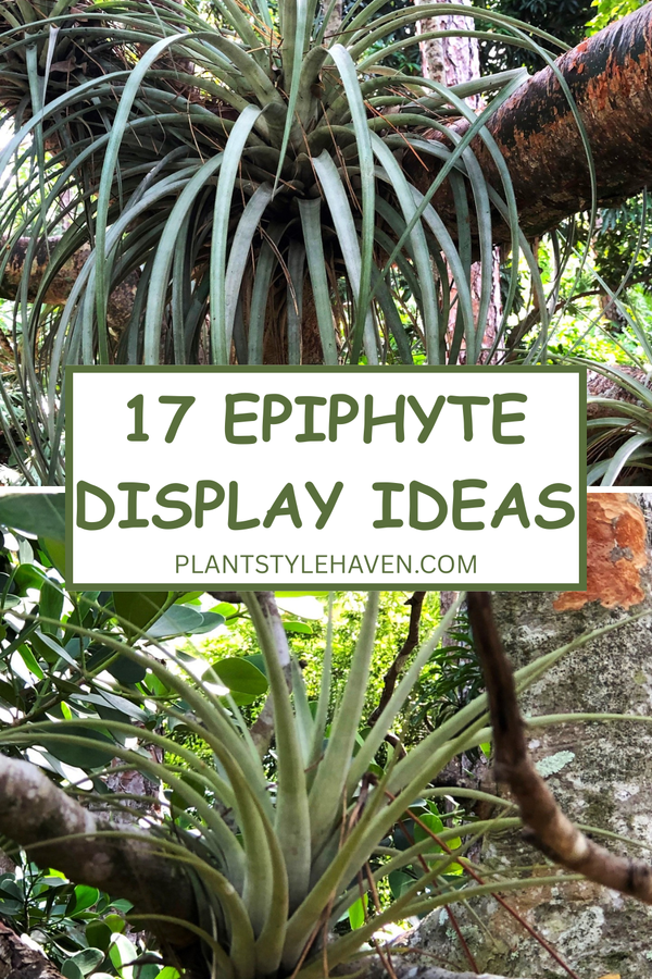 Transform Your Space with 17 Epiphyte Display Ideas