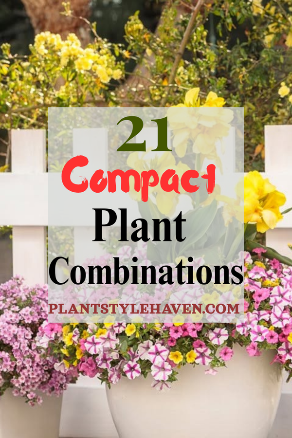 Transform Your Space with 21 Compact Plant Combinations