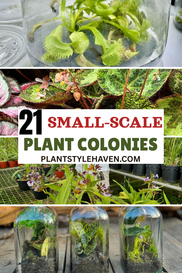 Transform Your Space with 21 Small-Scale Plant Colonies