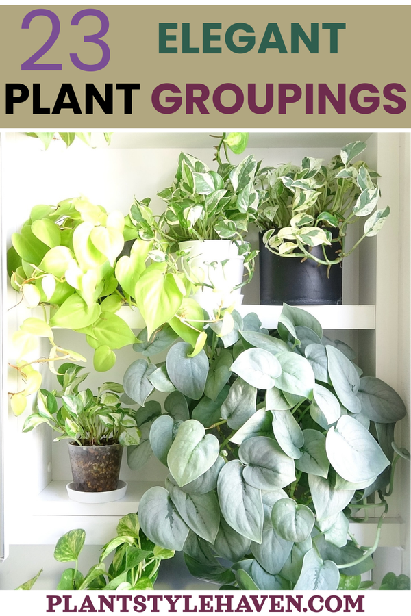 23 Stunning Trailing Plants to Transform Your Space