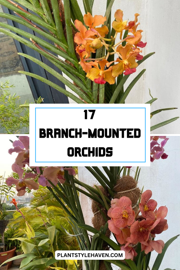 Transform Your Space with Branch-Mounted Orchids