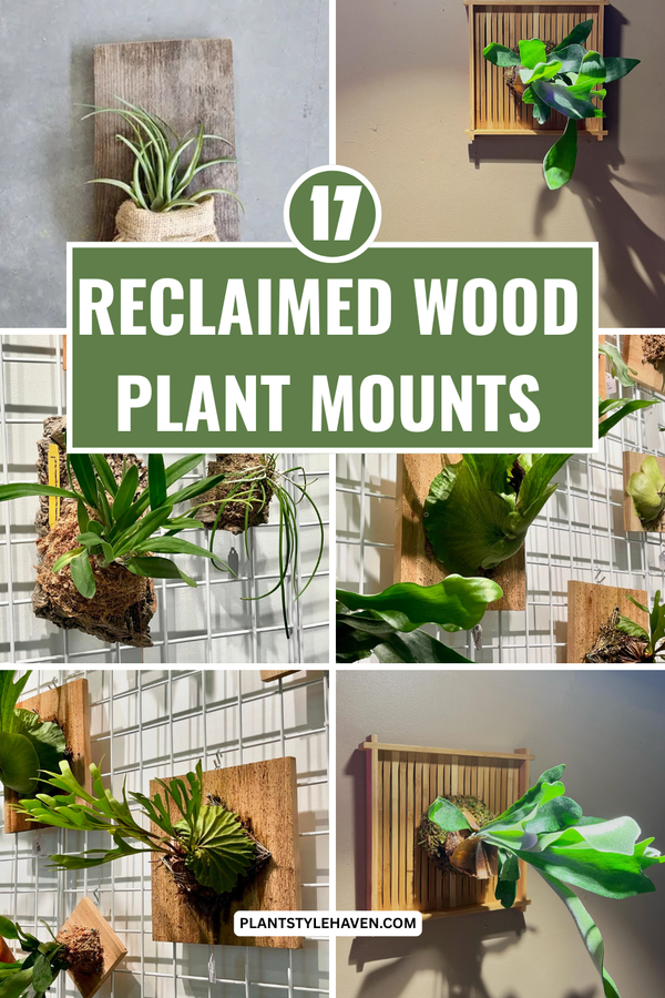 Transform Your Space with Reclaimed Wood Plant Mounts