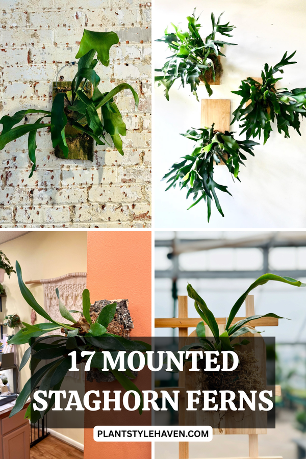 Transform Your Space with Stunning Mounted Staghorn Ferns