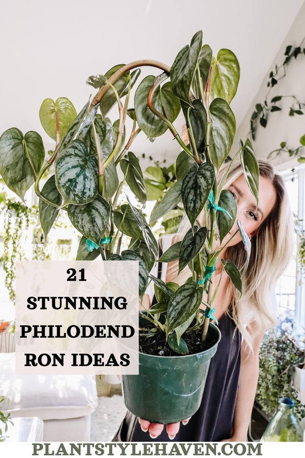 Transform Your Space with Stunning Philodendron Ideas