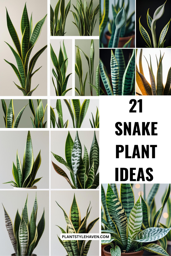 21 Stunning Snake Plant Ideas to Transform Your Space