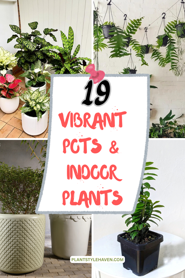 Transform Your Home with Vibrant Pots & Indoor Plants