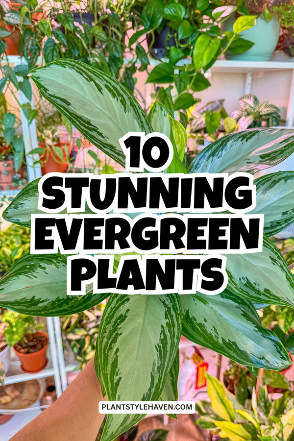 Transform Your Space with Stunning Evergreen Plants
