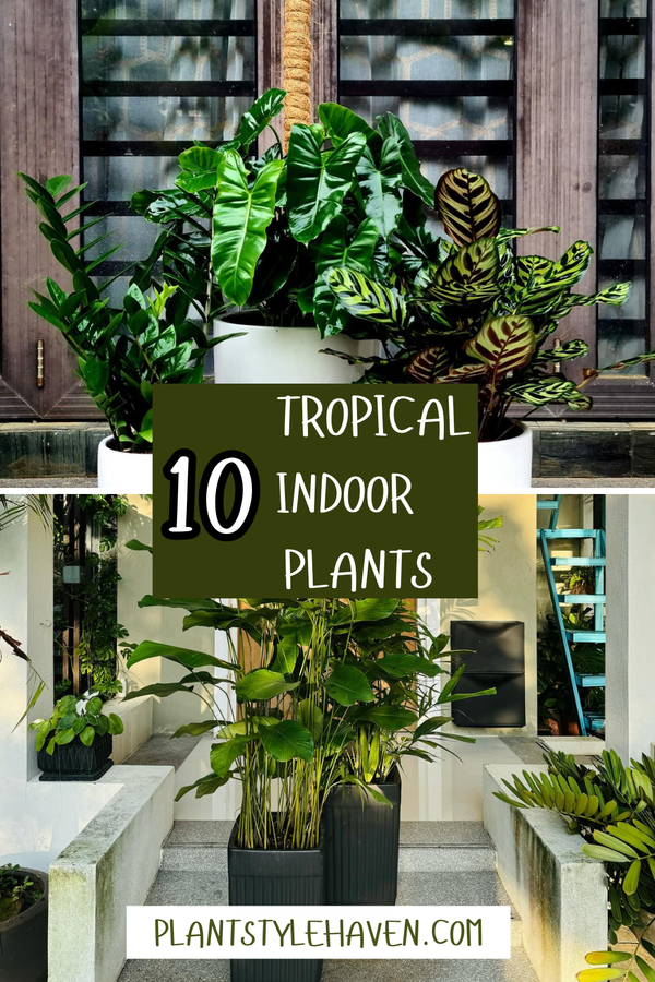 Transform Your Space with Tropical Indoor Plants