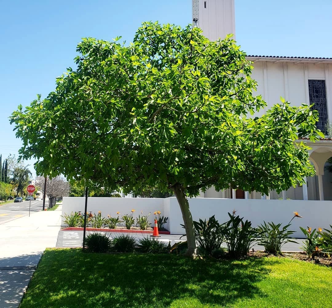 weeping fig in classic library