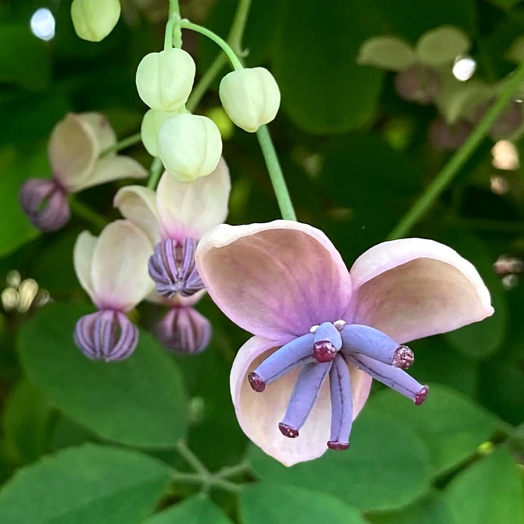akebia vine with purple flowers