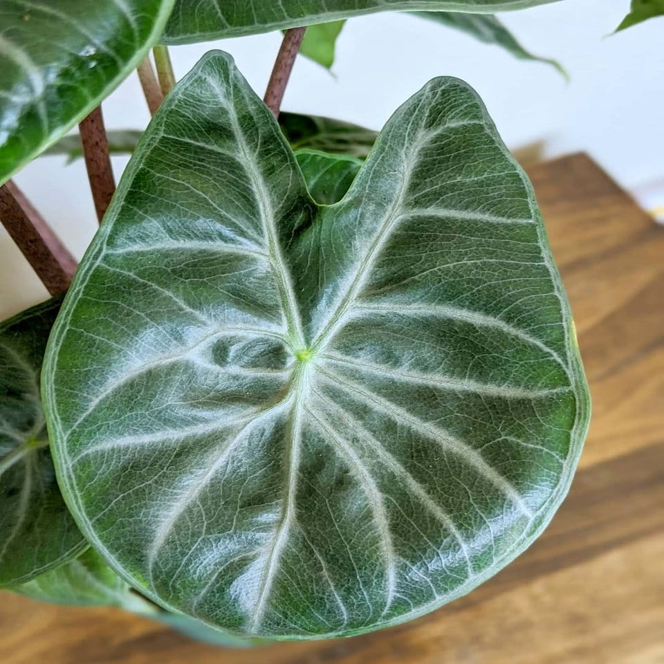 Alocasia plant with arrow-shaped leaves