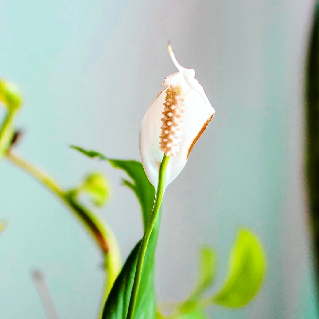 Peace Lily with white blooms