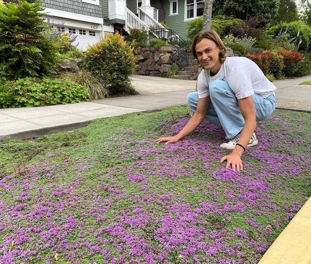 creeping thyme in flower