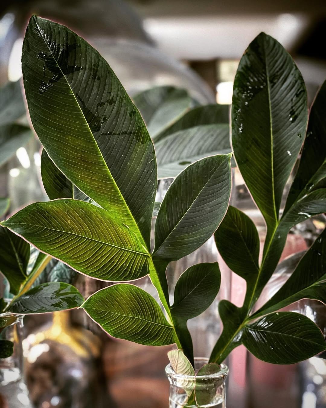 Eclectic mix of cuttings in vintage bottles