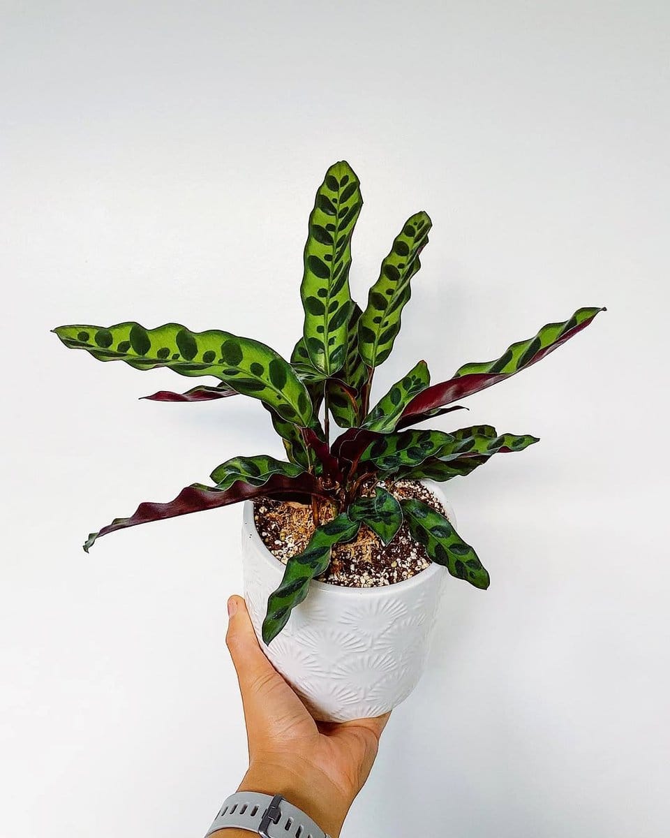Calathea on a bookshelf