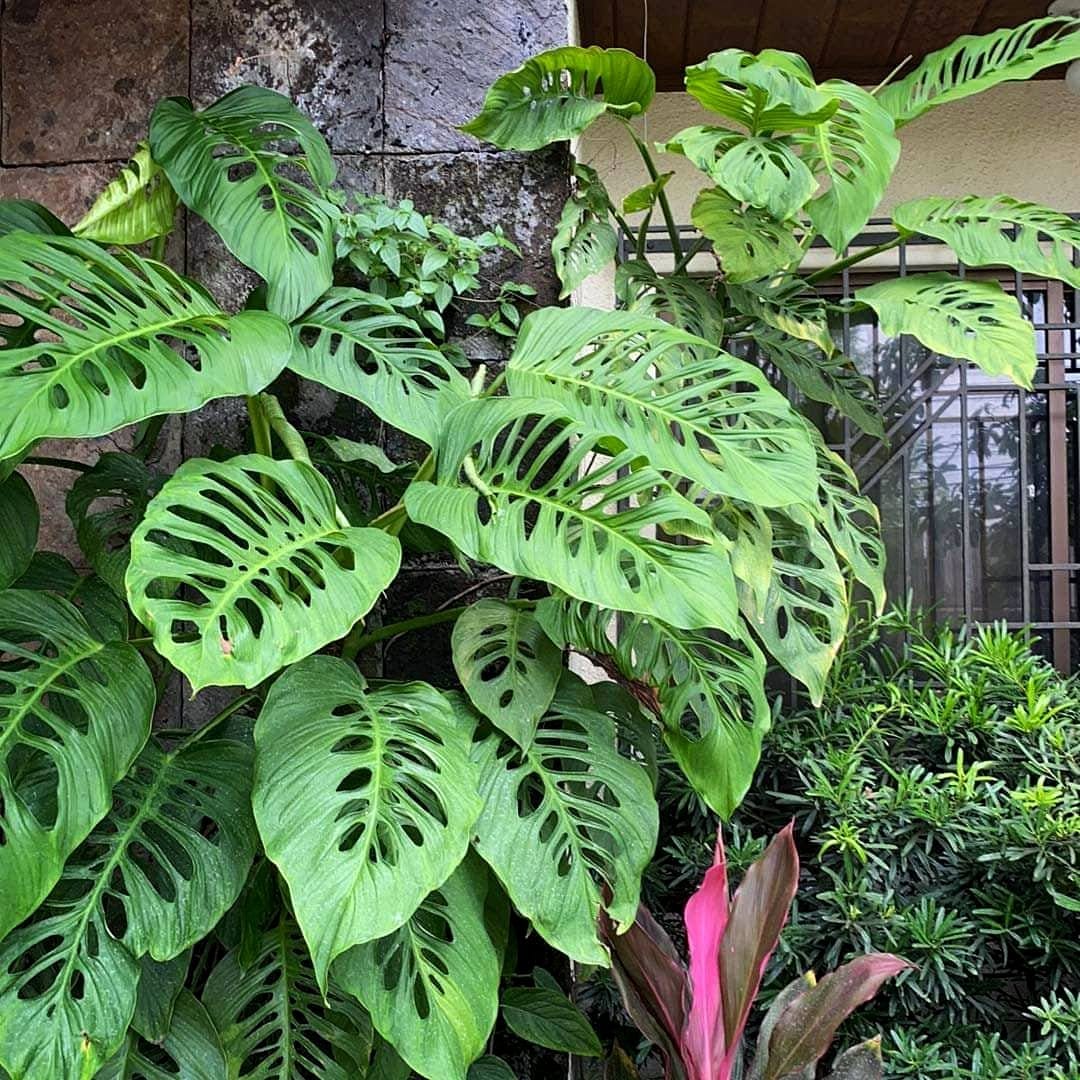 Swiss cheese plant on balcony