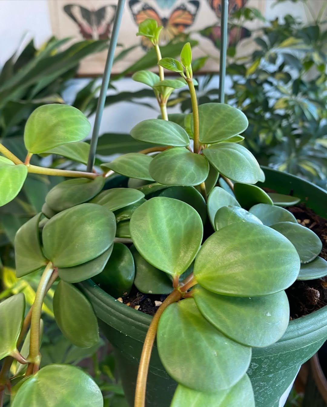 Diverse peperomia in small ceramic pots