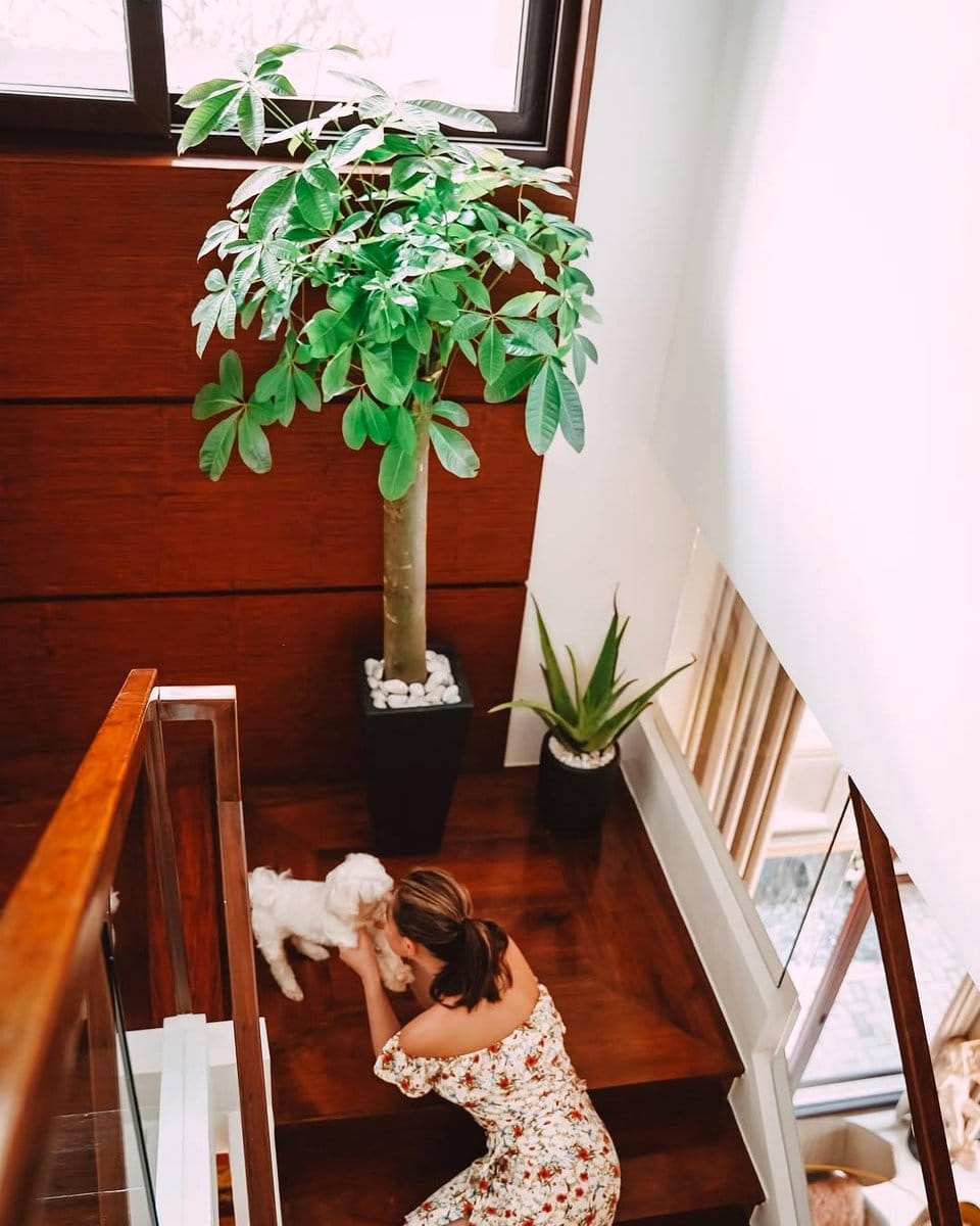 briefcase garden on sunny windowsill